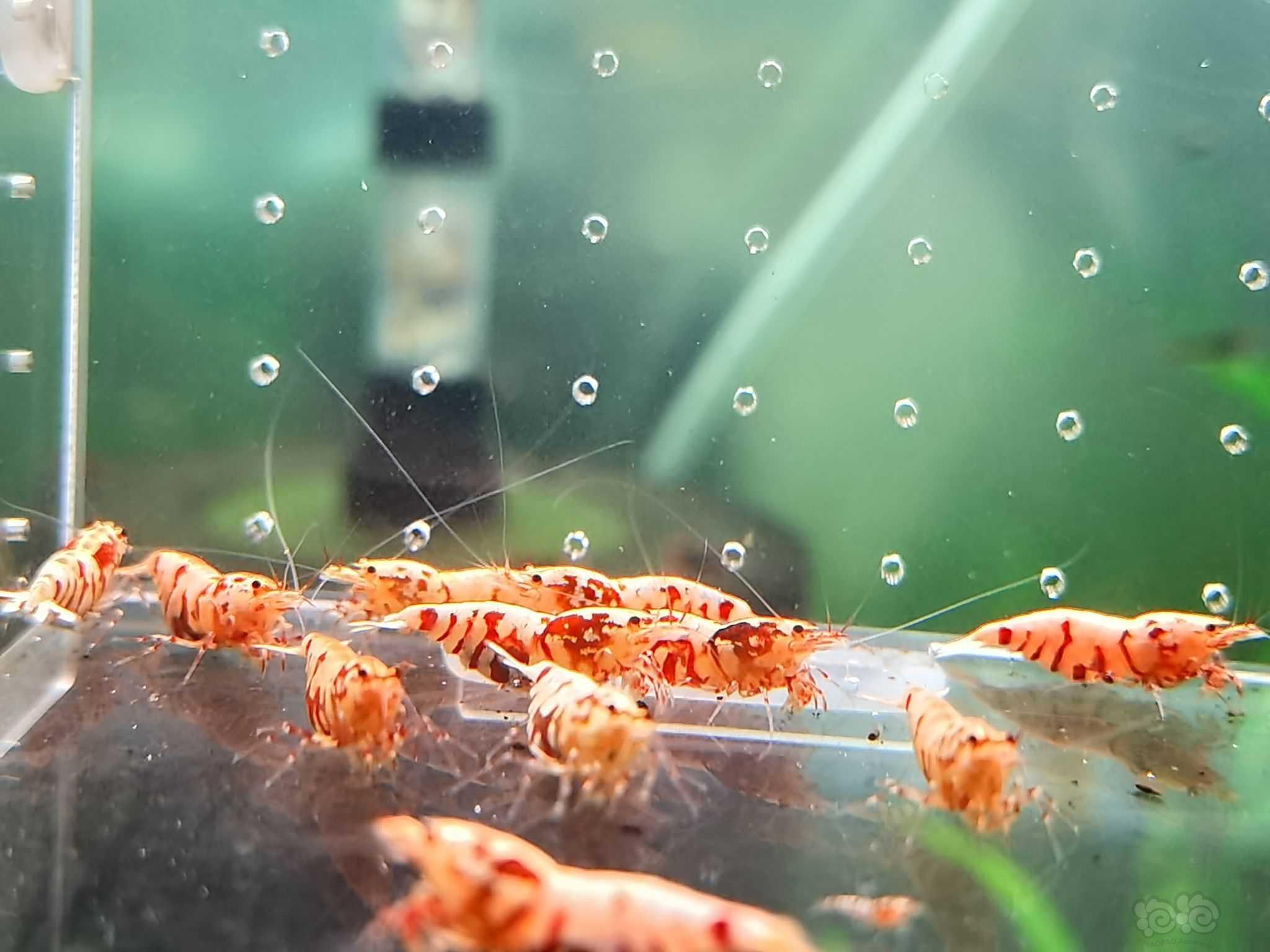 【水晶虾】出红花虎基因虾-图5