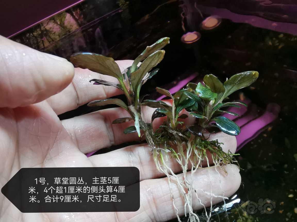 【水草】2023-05-16#RMB拍卖#草堂圆丛，9+3=12厘米-图1