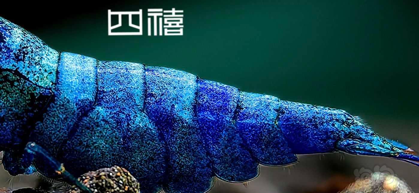 【虾】2023-05-12#RMB拍卖四禧蓝金刚两母-图2