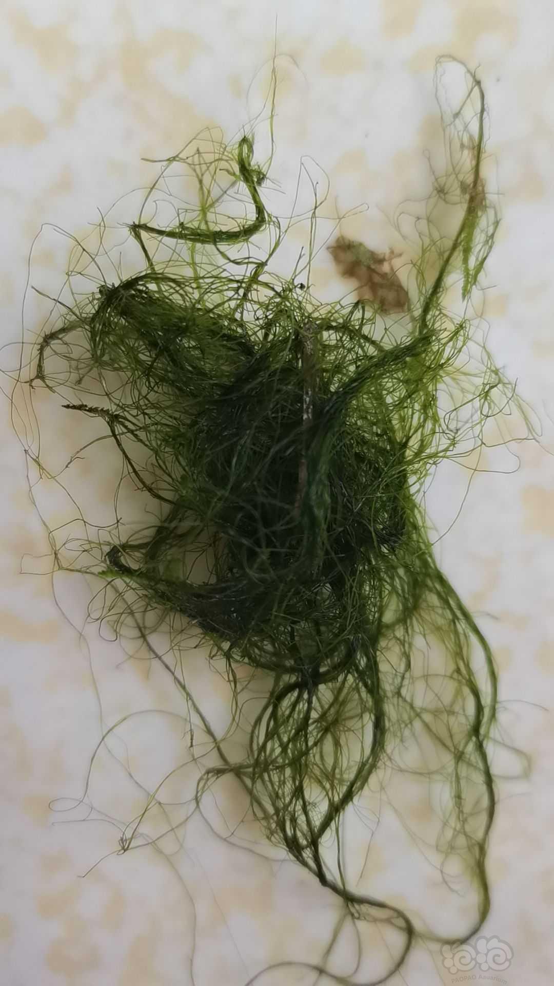 这种藻怎么除-图1