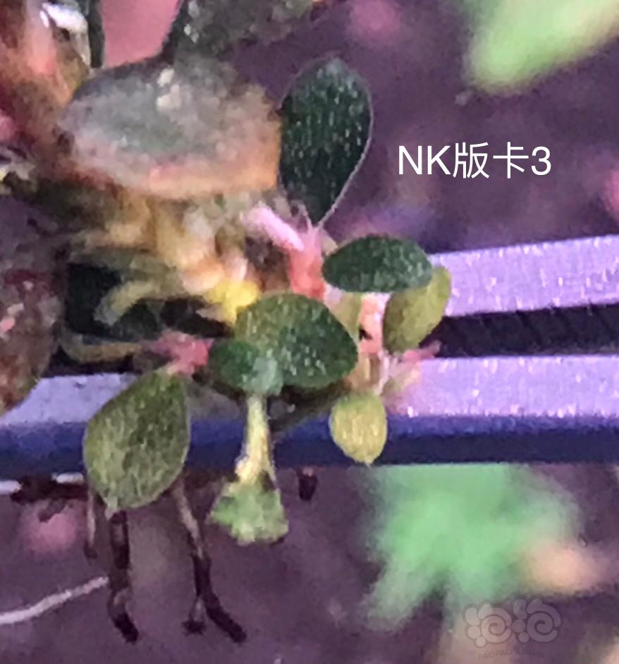 【辣椒榕】NK版卡3、12圆海、卡5、圆紫旋、数码海、浮云NEO等-图2