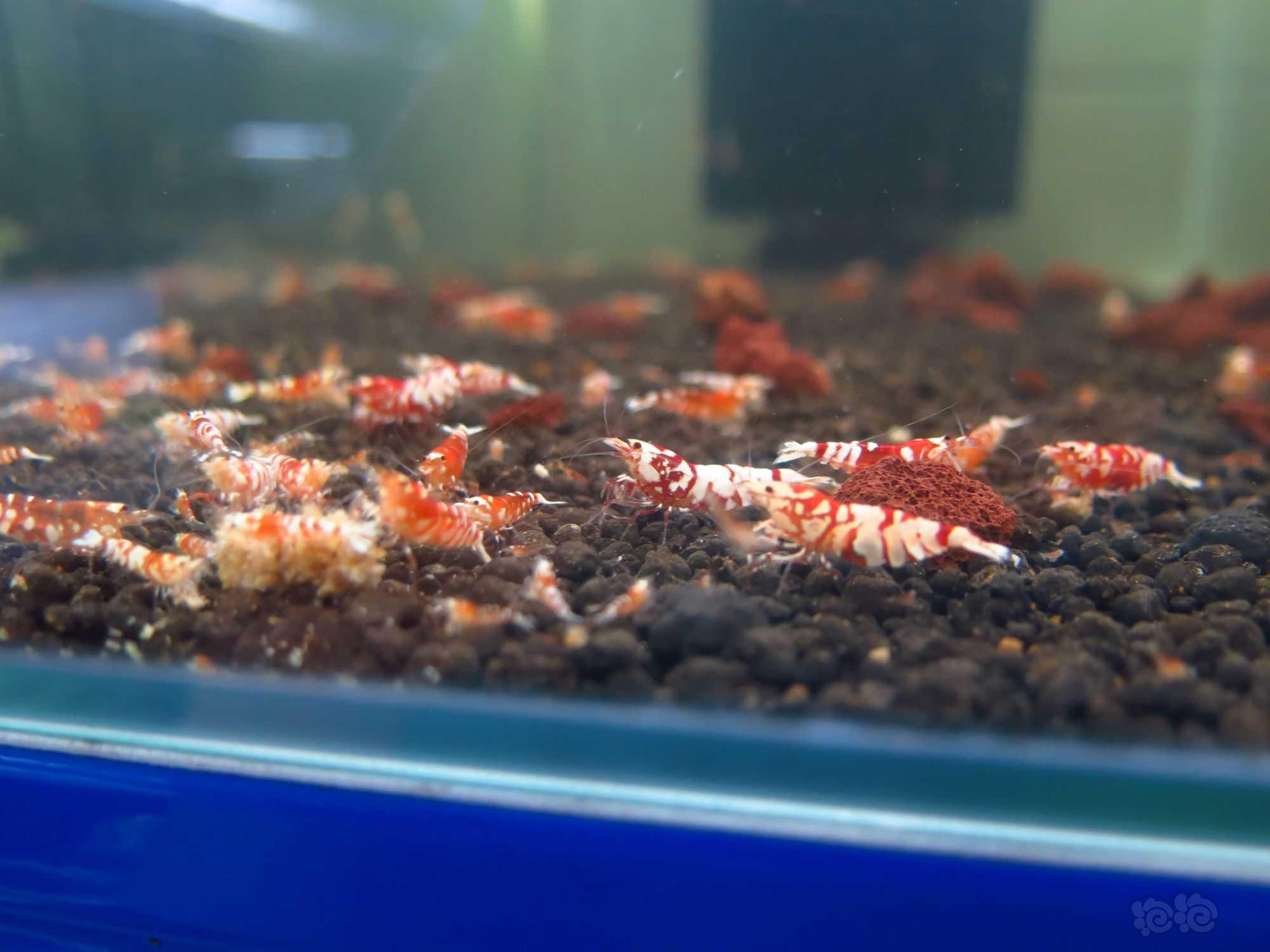 【水晶虾】广东清一缸红花虎水晶虾繁殖缸里面的种母-图6