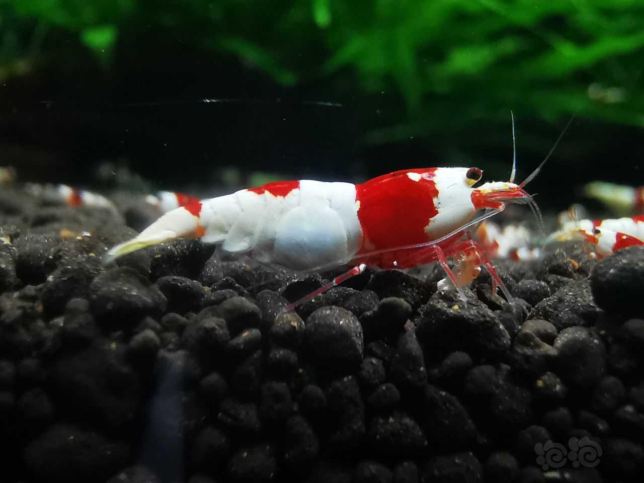 【水晶虾】出红白虾2公3母，2000元-图7