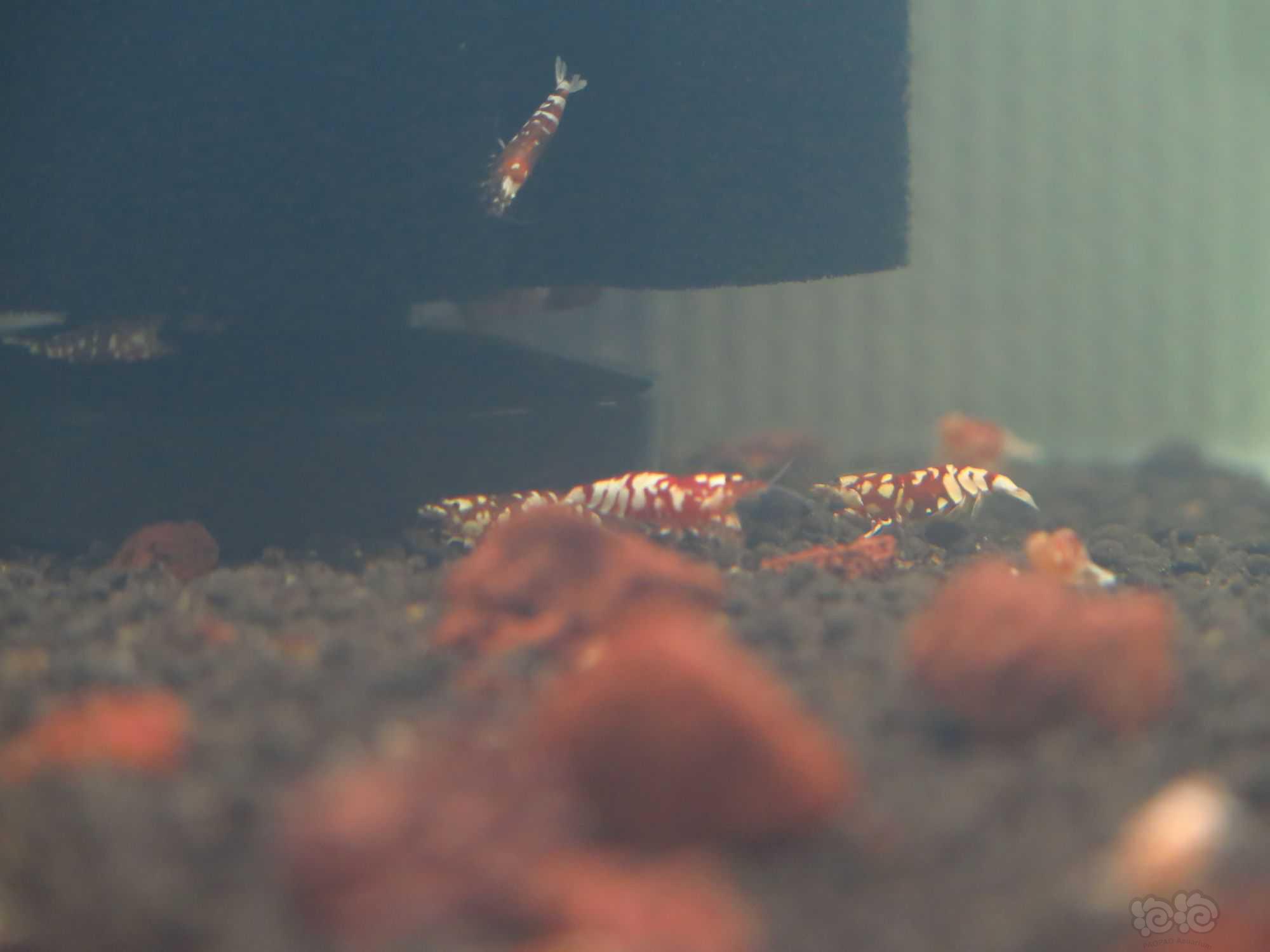 【水晶虾】广东清一缸红花虎水晶虾繁殖缸里面的种母-图3