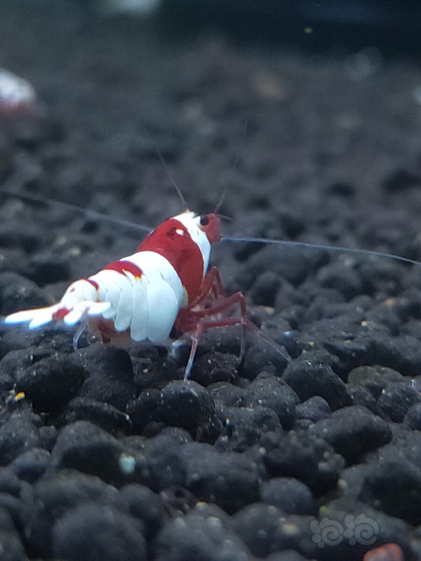 红白水晶虾-图5