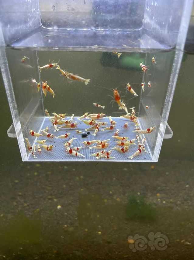 【水晶虾】清缸出红白，送苗子-图2