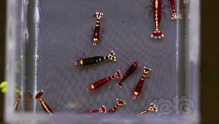 【水晶虾】周末出10只金属红繁殖组-图8