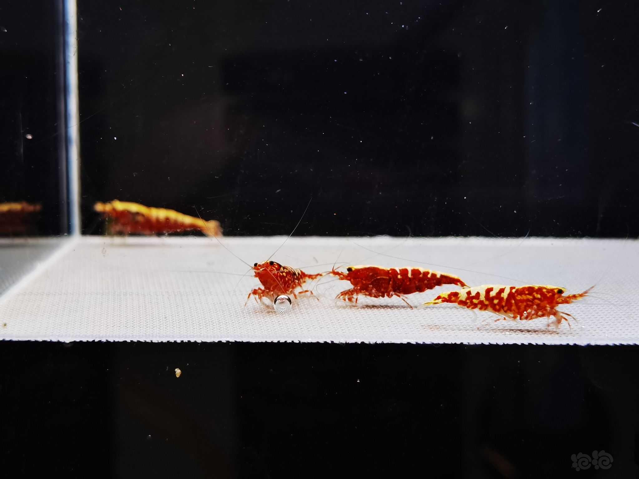【水晶虾】4只自养精品黄金雪花红银河成虾 ，图一为种公-图6