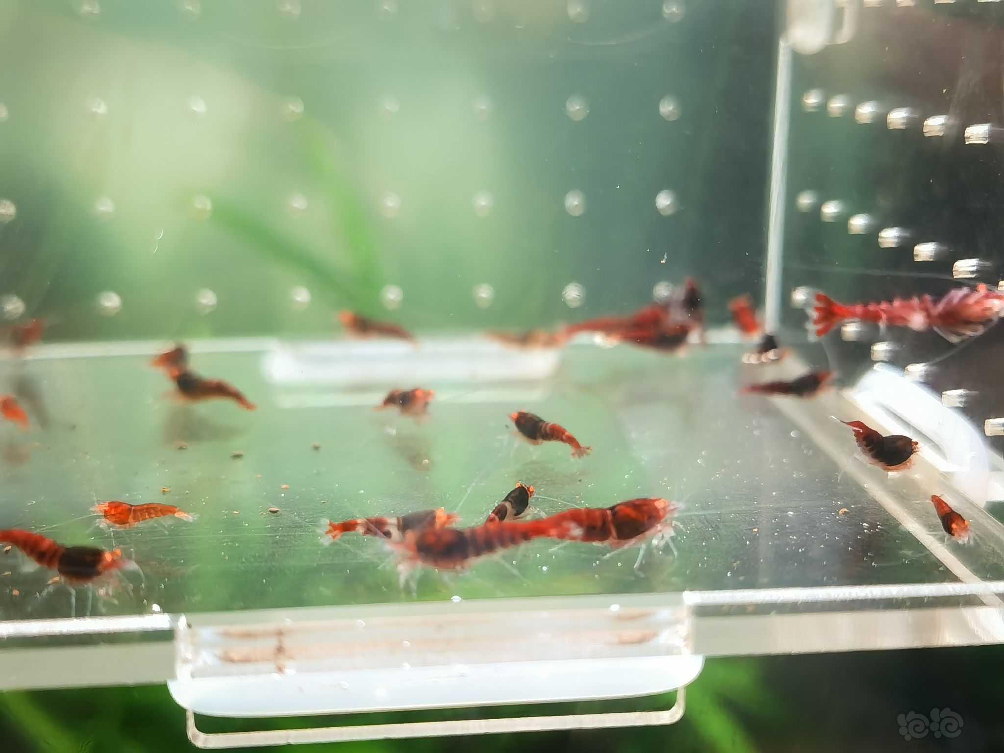 【水晶虾】出金眼红淘汰虾一批-图4