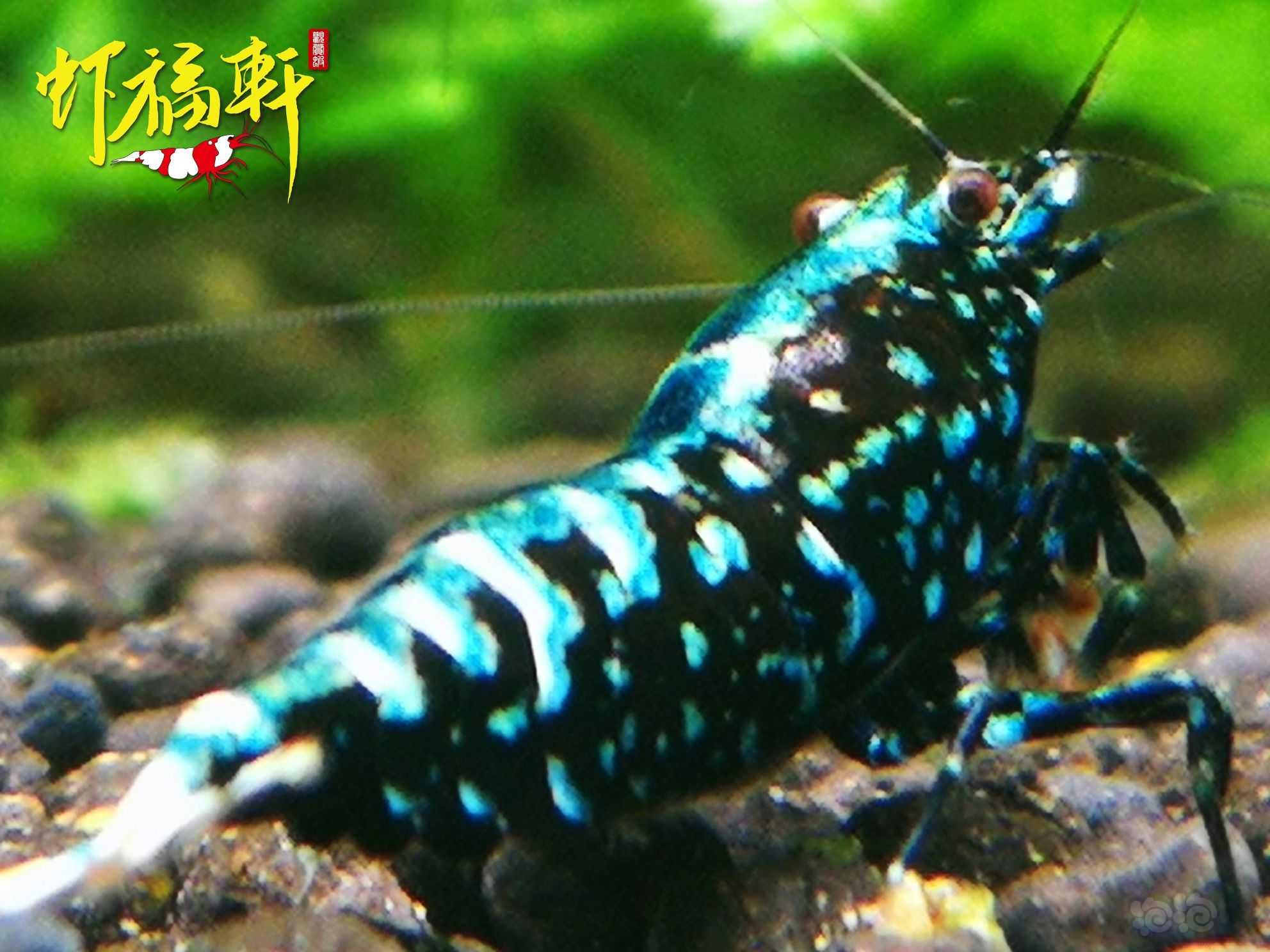 【虾】2023-05-18#RMB拍卖#黑银河雪花5只-图1