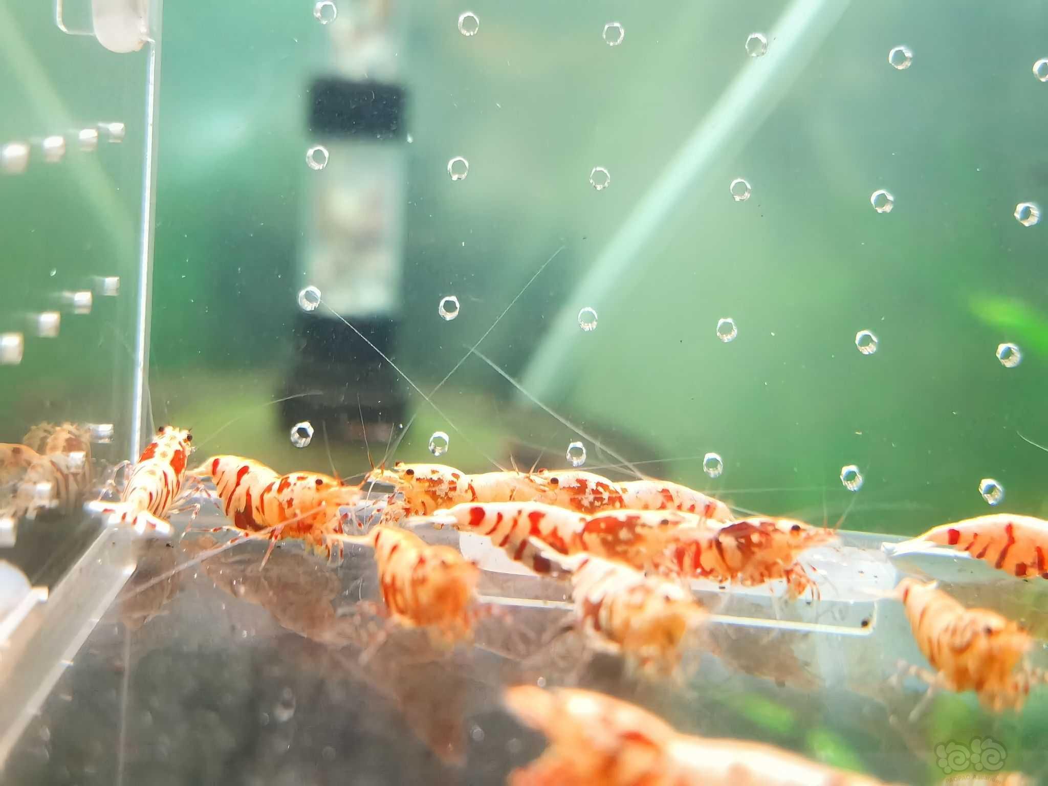 【水晶虾】出红花虎基因虾-图4