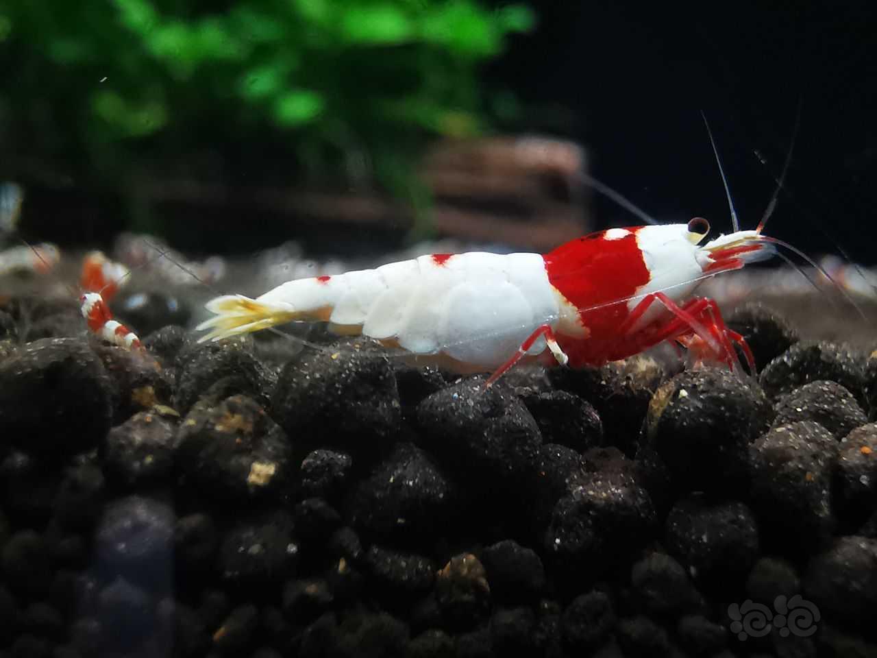 【水晶虾】出红白虾2公3母，2000元-图5