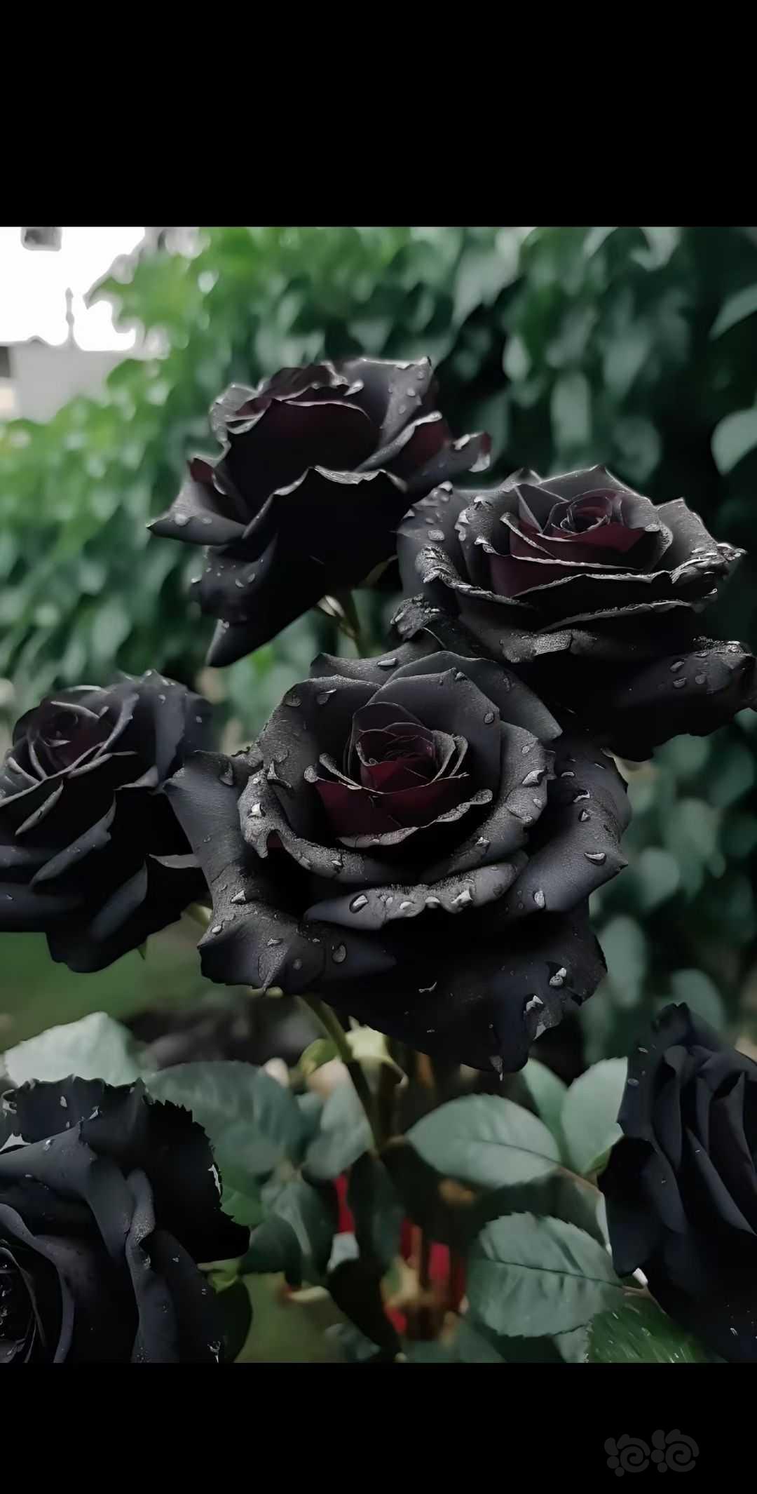 【交流】♠黑玫瑰-图4