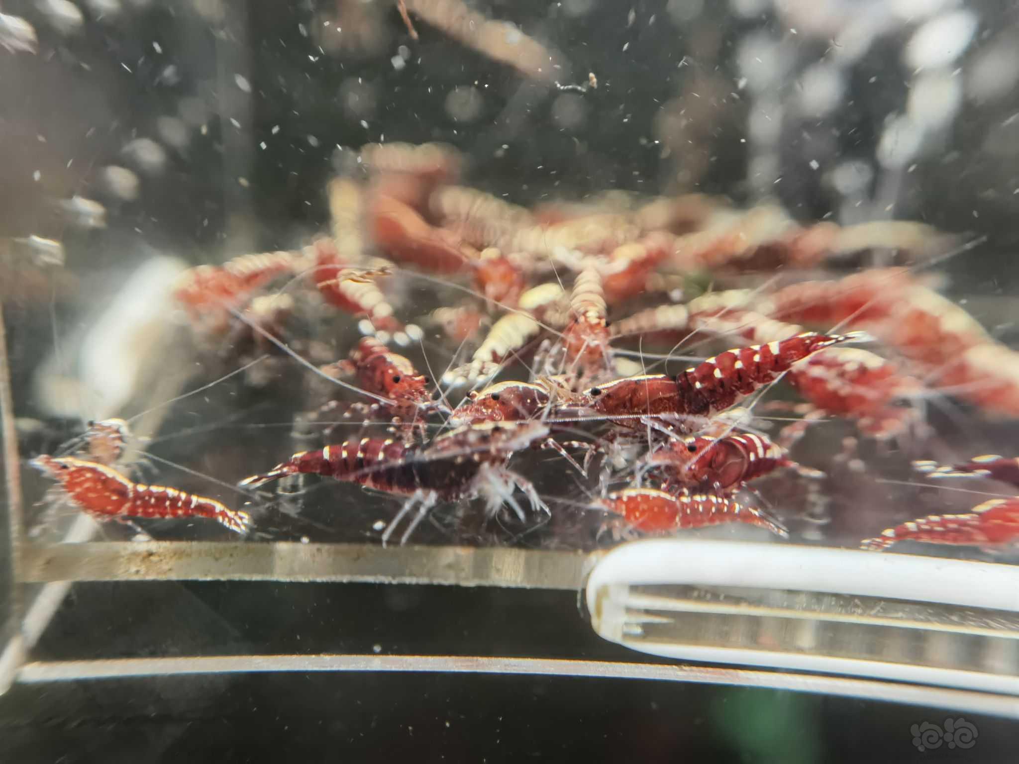 【水晶虾】翻缸出红银河水晶虾-图1
