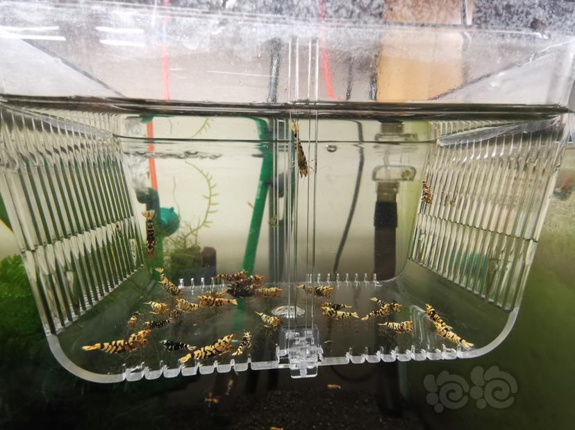 【虾】2023-05-31#RMB拍卖淘汰黑花虎一组30只-图1