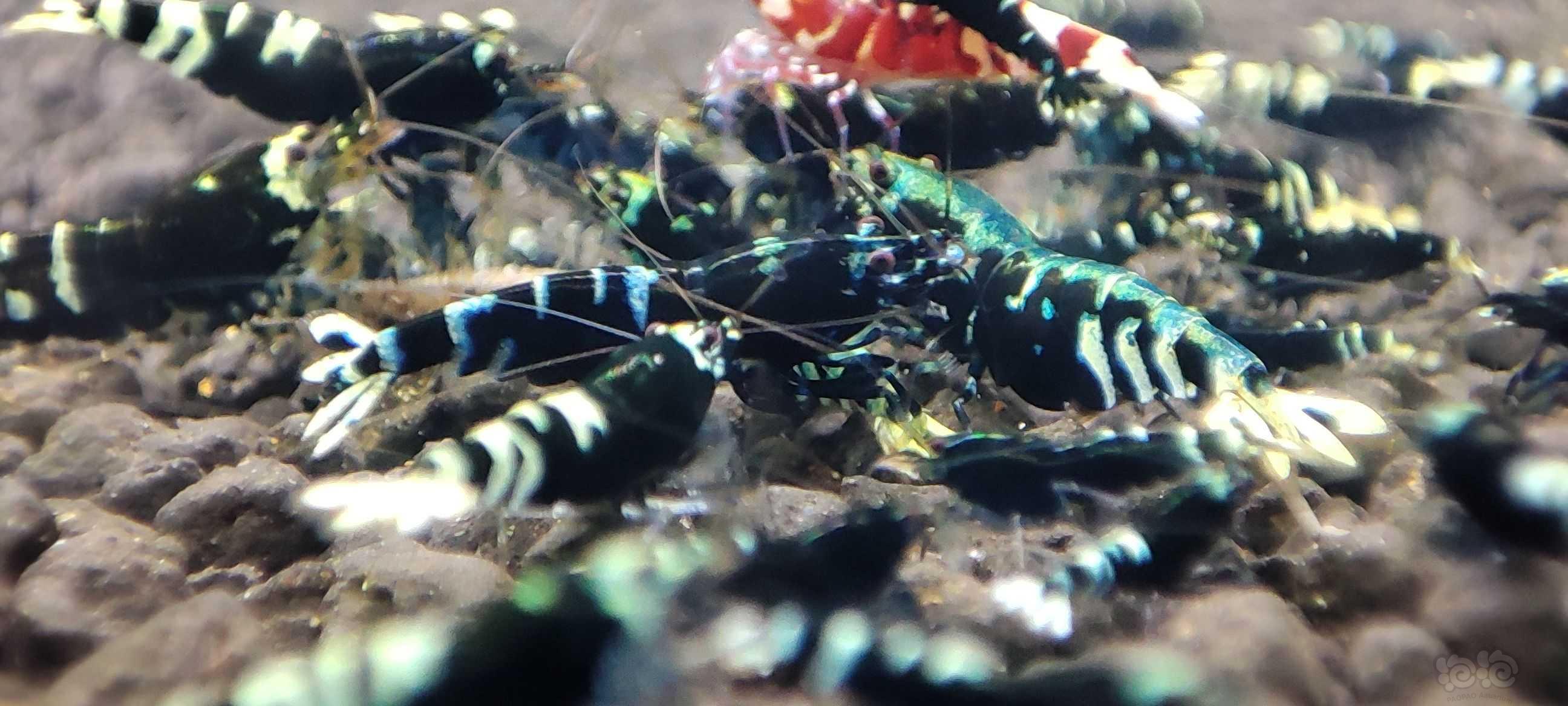 【水晶虾】银河虎p-图2