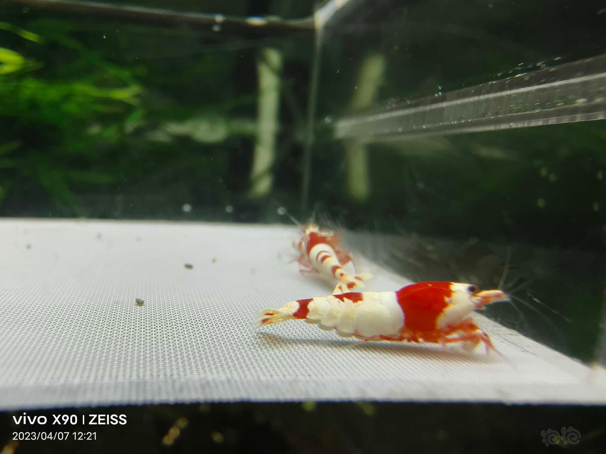 【水晶虾】【出售】高端纯血红白繁殖组10只，包邮
【厚甲】喜欢厚甲的来-图2
