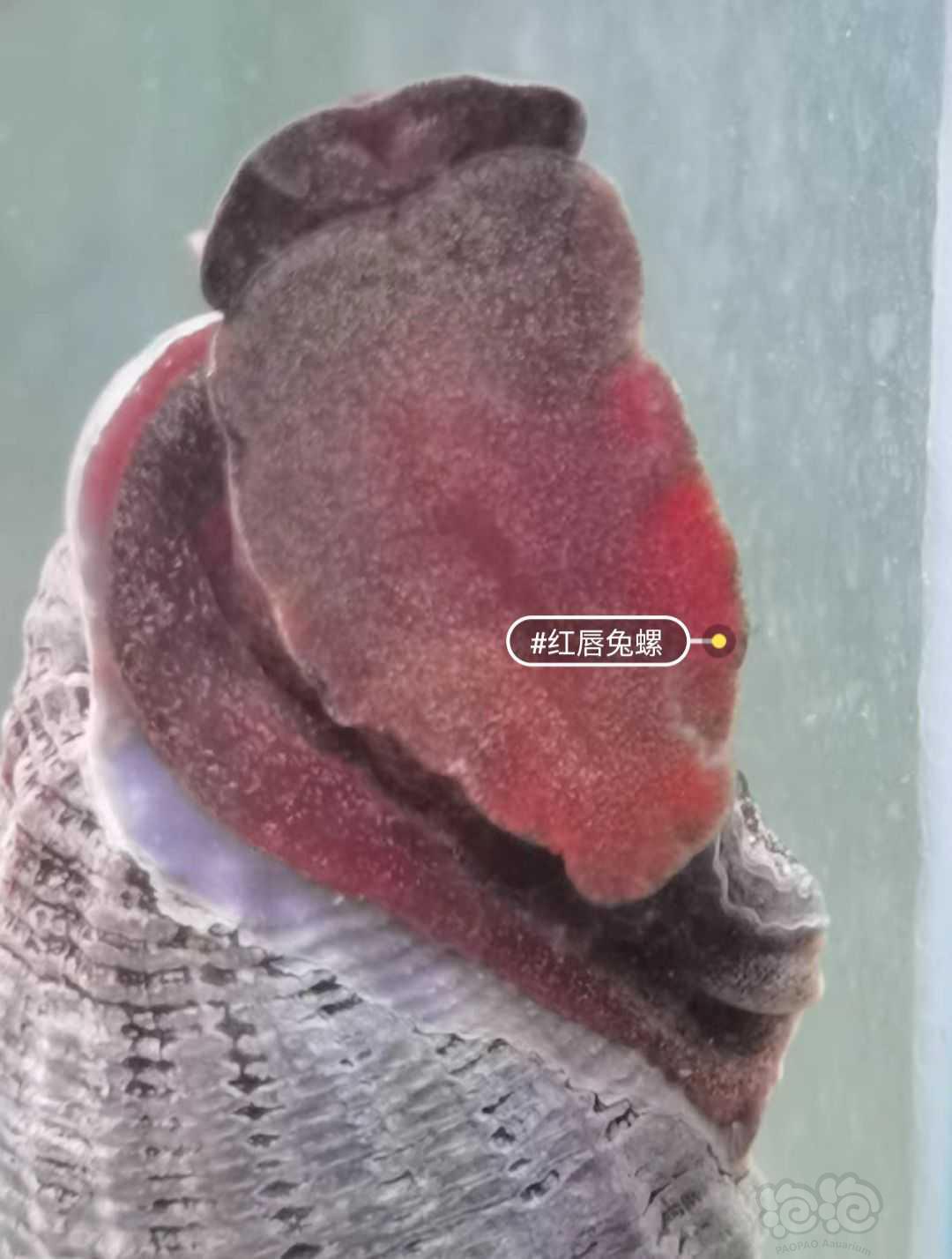 苏螺，红唇兔螺-图1