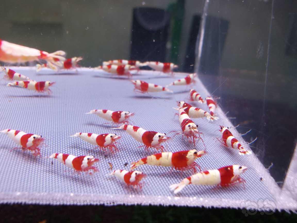 【虾】2023-05-25#RMB拍卖#红白水晶虾40只-图5