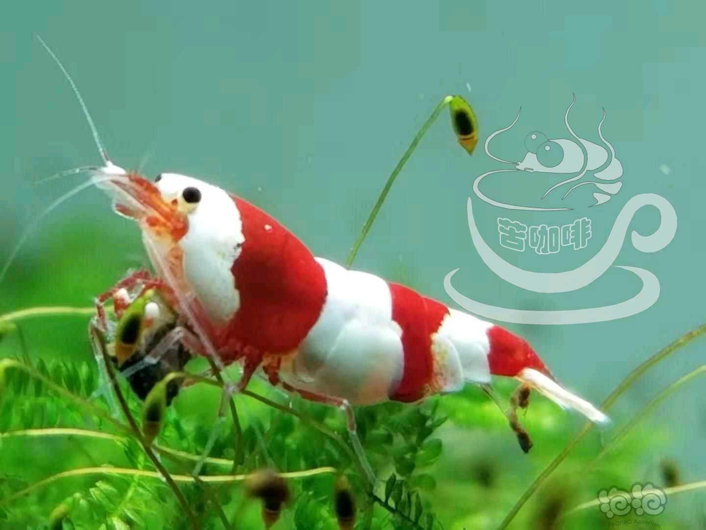 【水晶虾】咖啡血清缸出售-图3