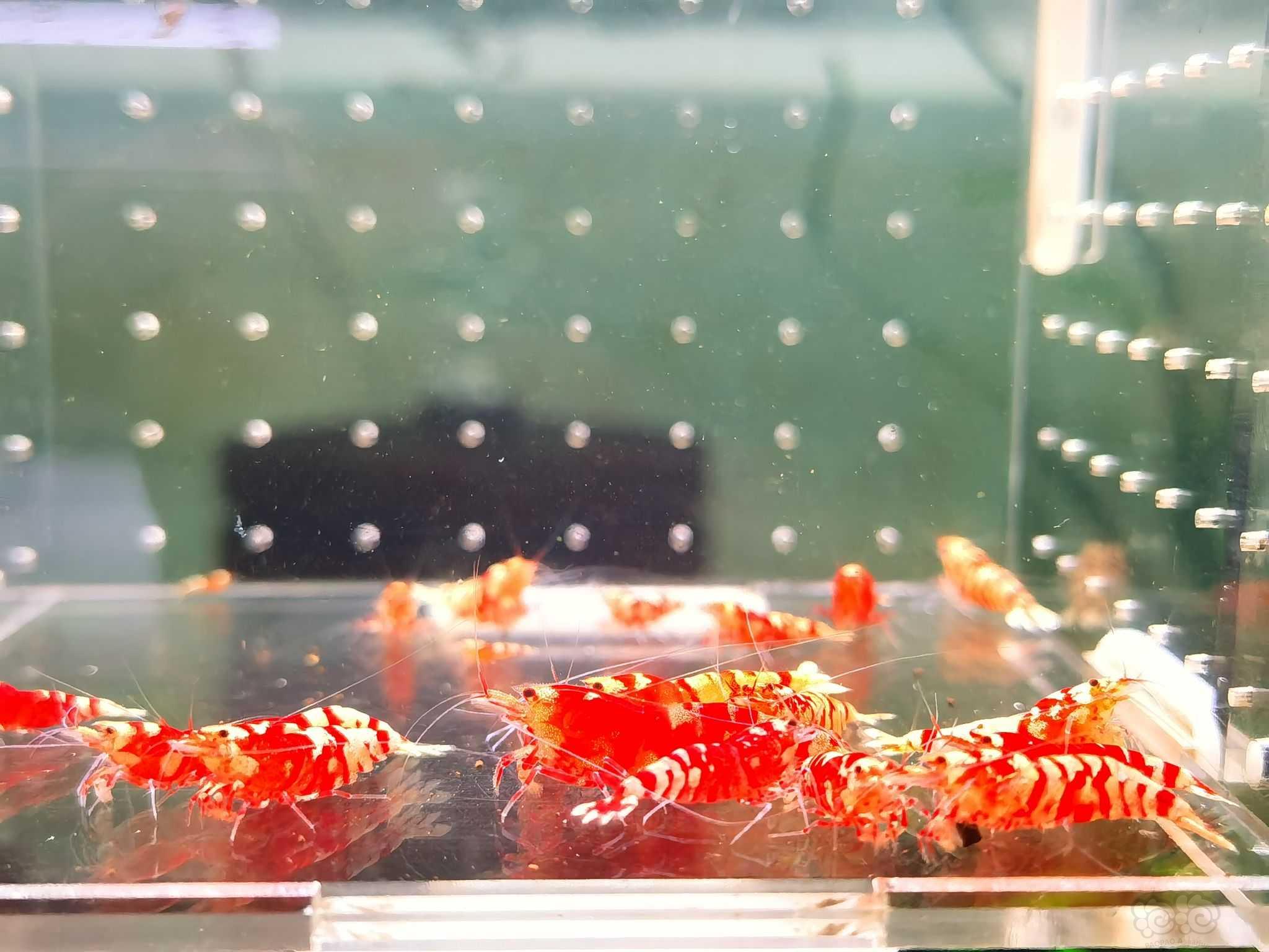 【水晶虾】清缸走量淘汰红花虎-图3