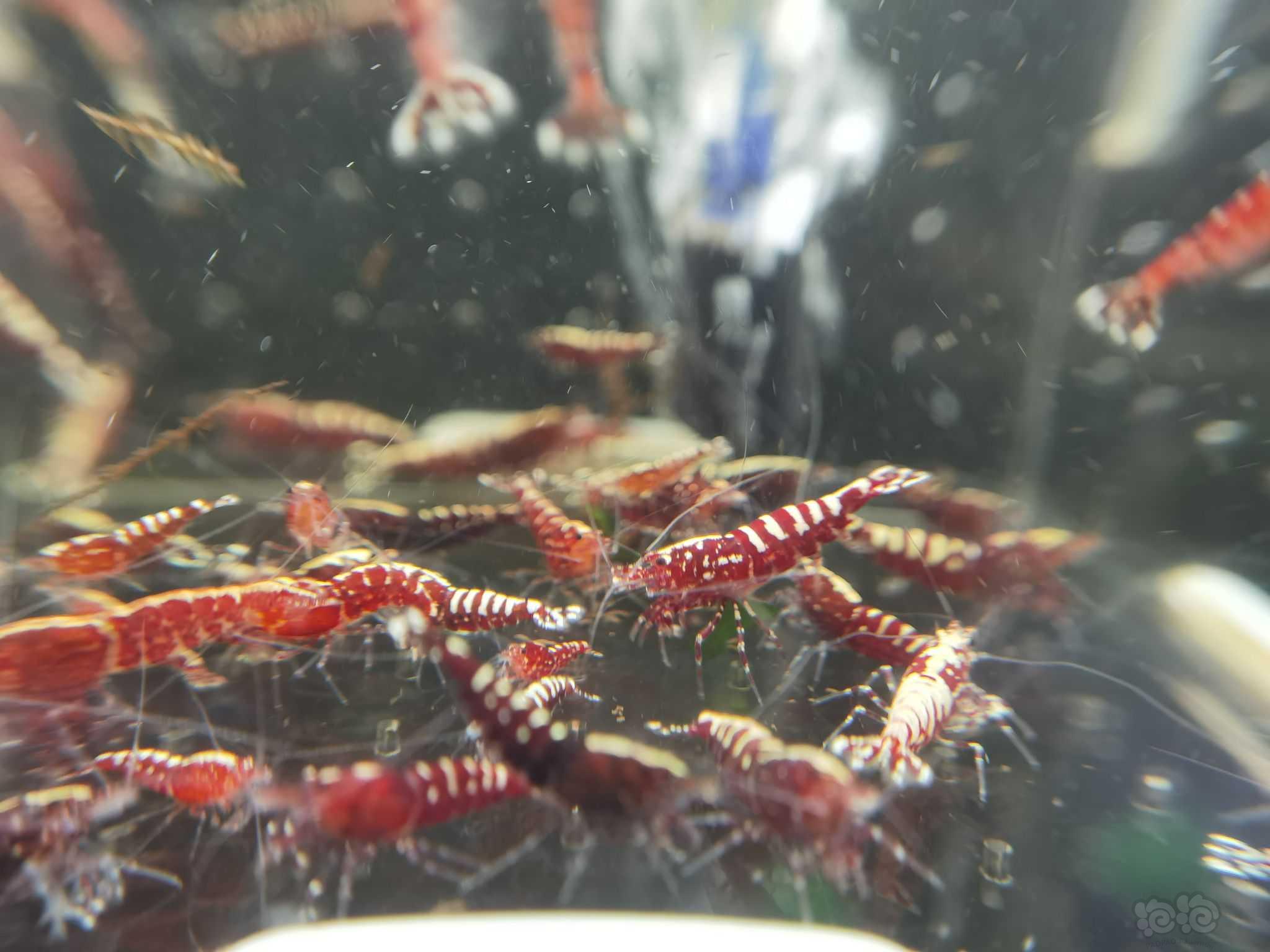 【水晶虾】翻缸出红银河水晶虾-图4