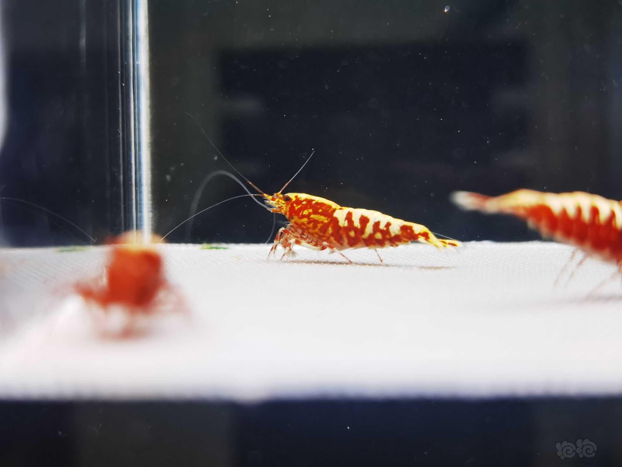 【水晶虾】4只自养精品黄金雪花红银河成虾 ，图一为种公-图4