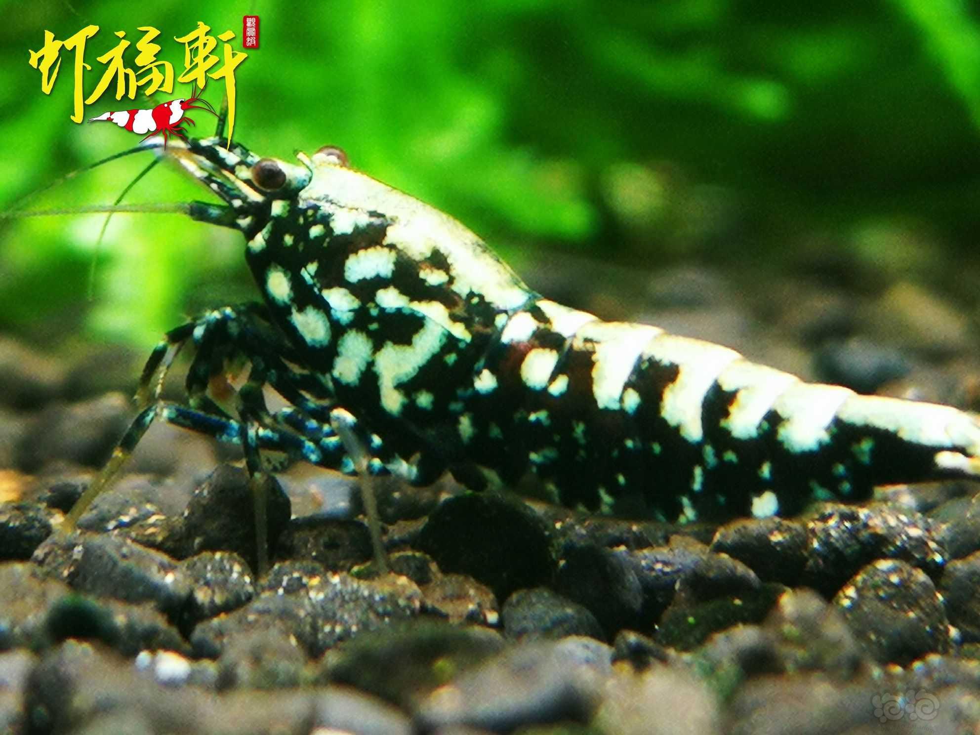 【虾】2023-05-16#RMB拍卖#黑银河雪花9只-图8