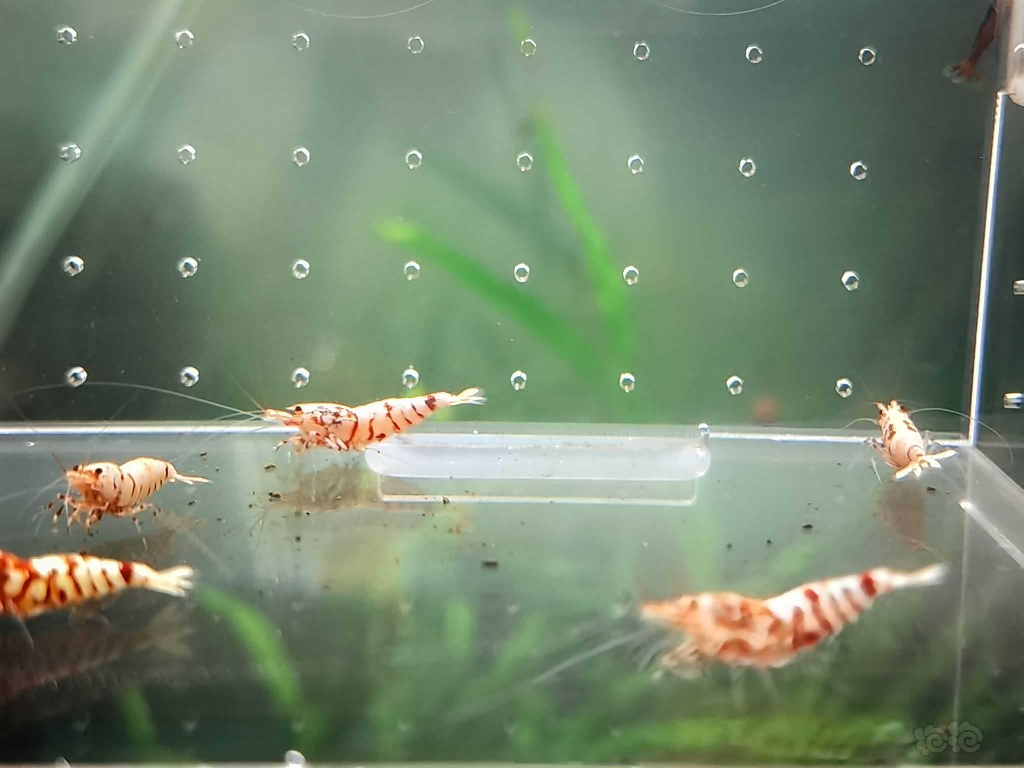 【水晶虾】出红花虎基因虾-图3
