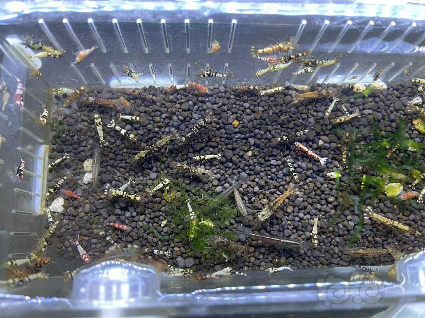 【水晶虾】清缸出混养杂虾-图3