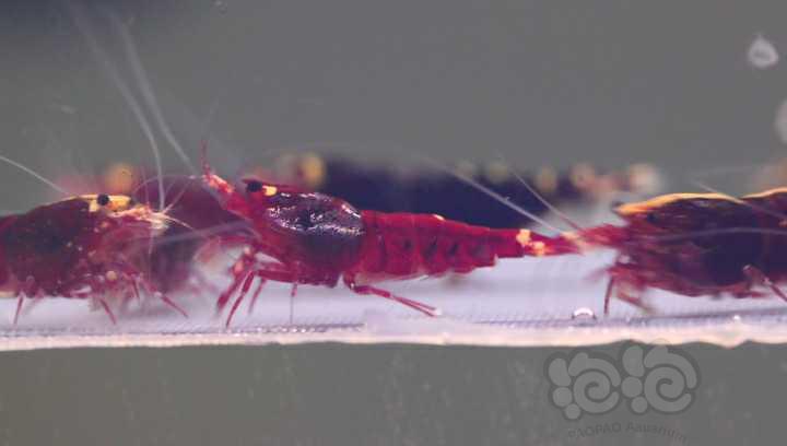 【水晶虾】周末出10只金属红繁殖组-图3
