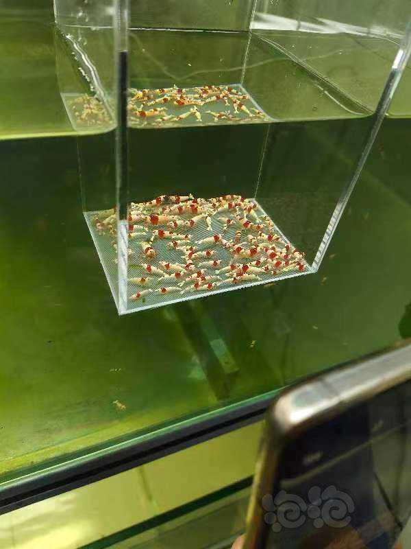【虾】2023-05-21#RMB拍卖纯血红白一份50只-图2