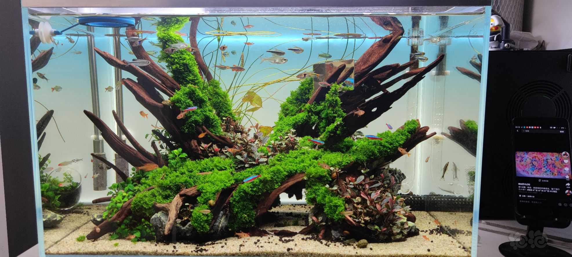 珊瑚莫斯长藻了，求解救方法-图2