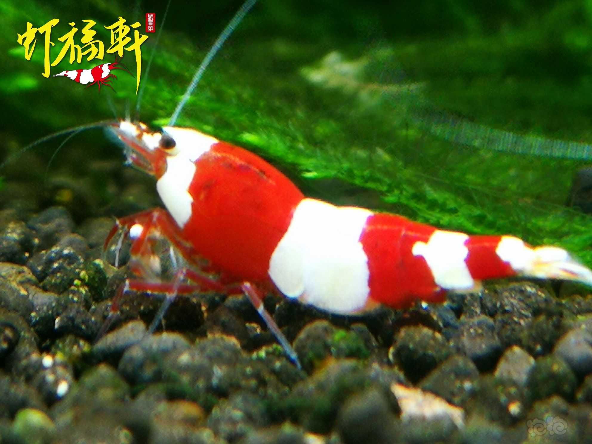 【虾】2023-05-08#RMB拍卖#优质红白三段3只-图3
