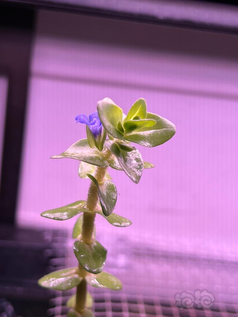 粉虎耳水上叶 居然开了一朵紫色的小花-图1