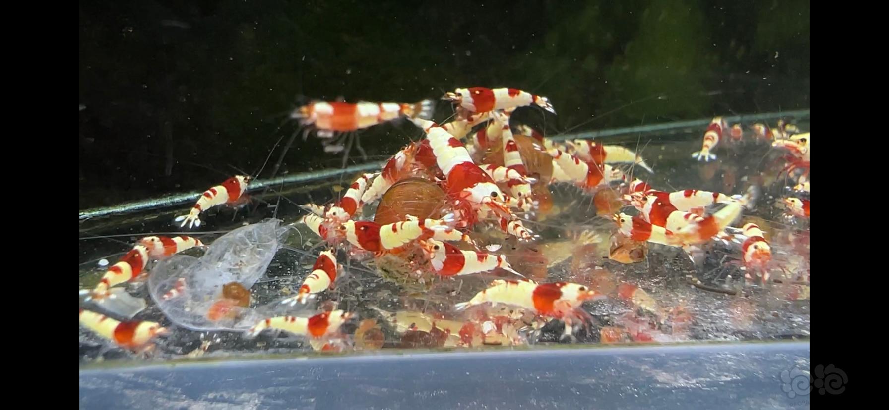 【水晶虾】红白虾 F1-图4