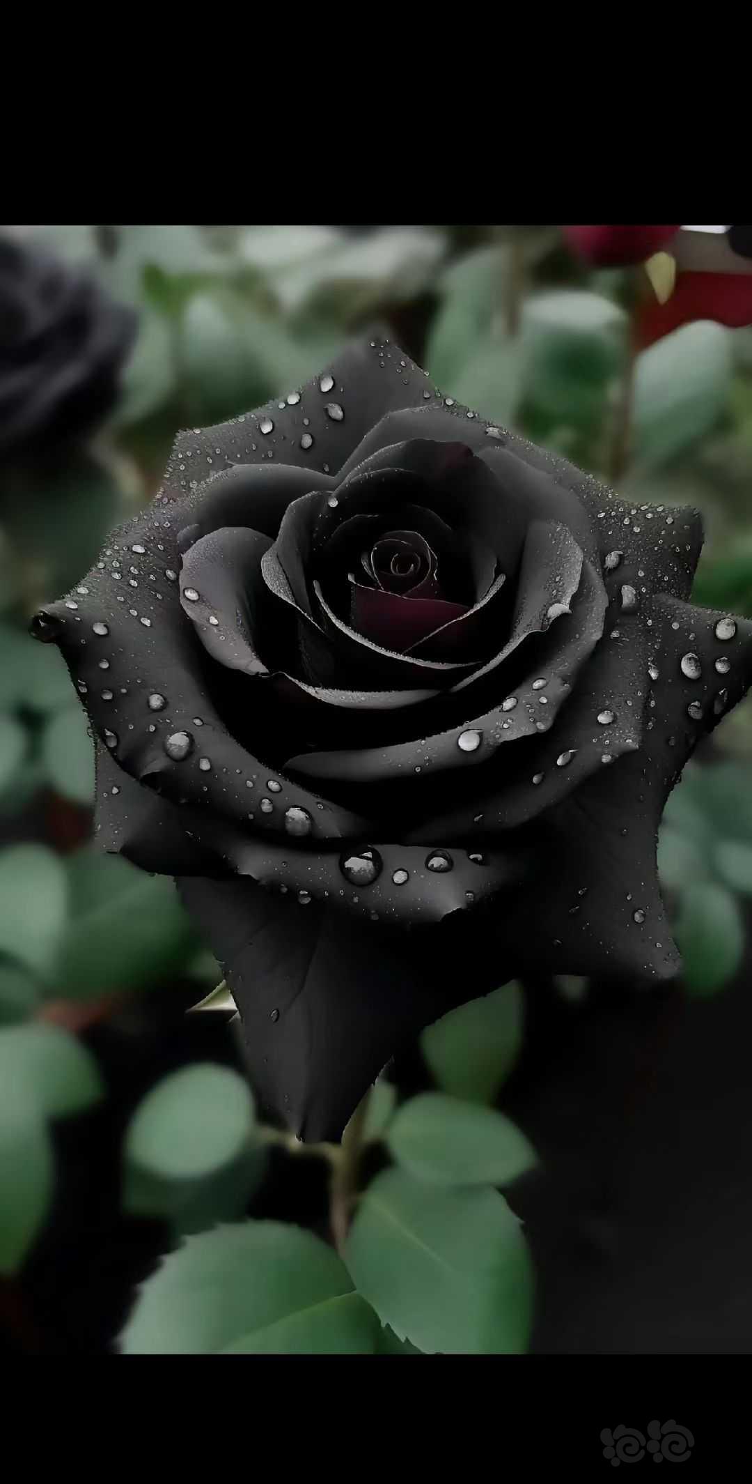 【交流】♠黑玫瑰-图2