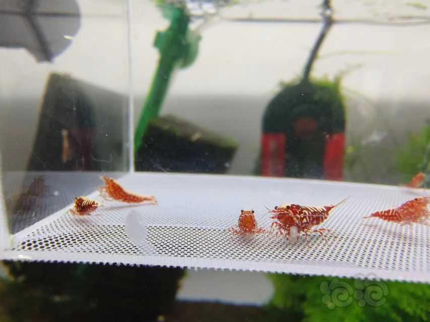 【虾】2023-5-24#RMB拍卖#红银河水晶虾一份10-图1