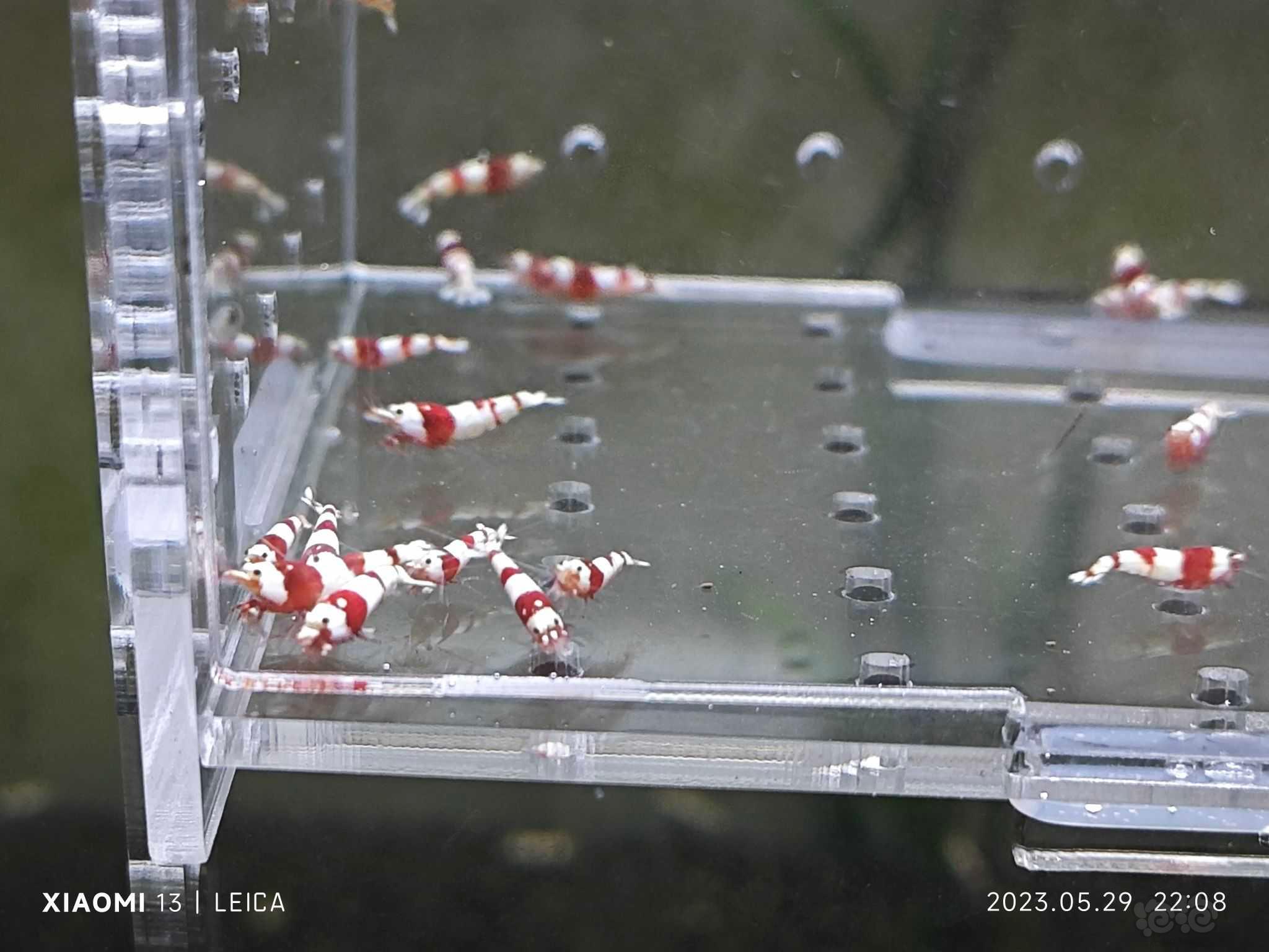 【水晶虾】出一份40只红白幼虾-图4