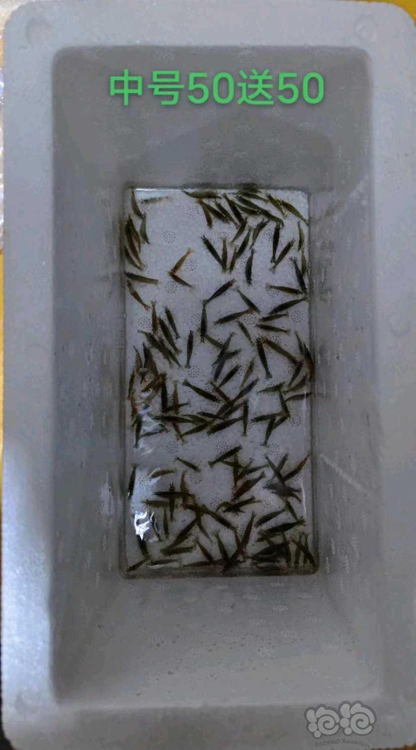 黑壳虾8.8元包邮起，趴地矮珍珠水下叶，尼特利泥，各种滤材-图5