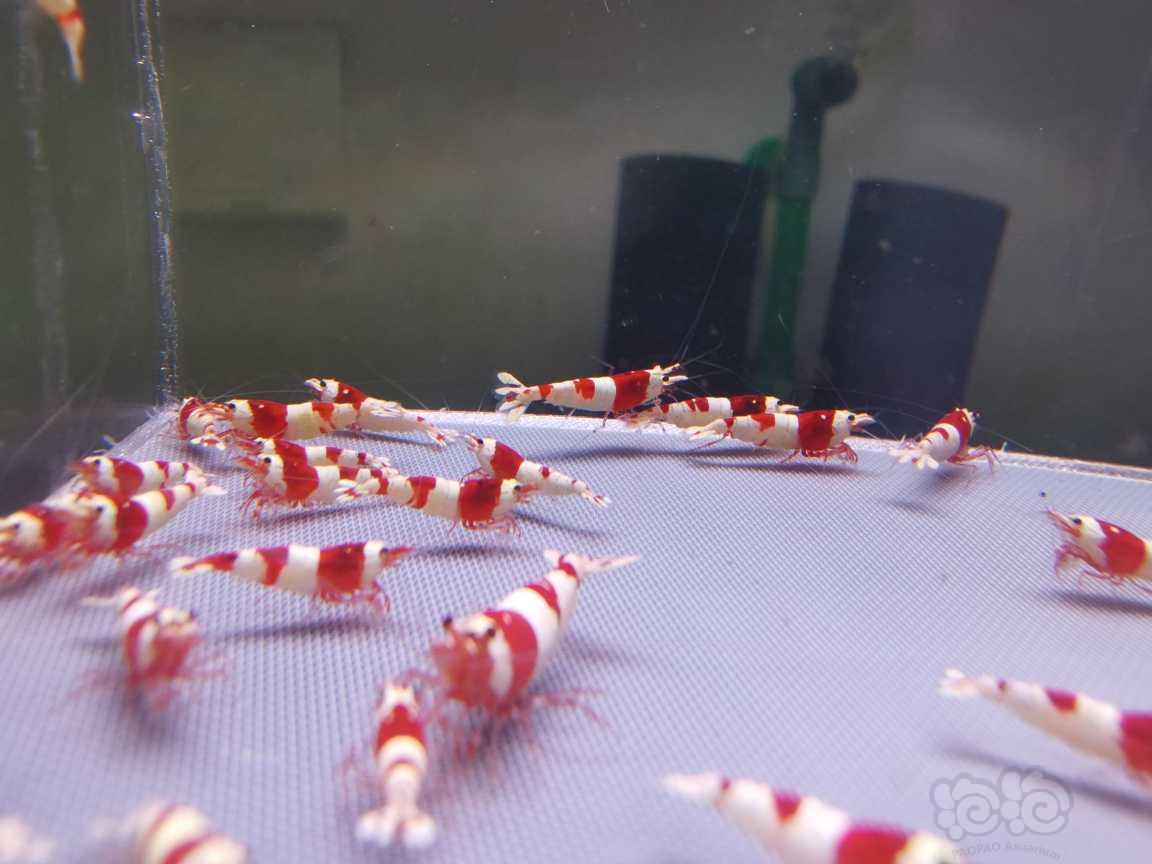 【虾】2023-05-25#RMB拍卖#红白水晶虾40只-图4