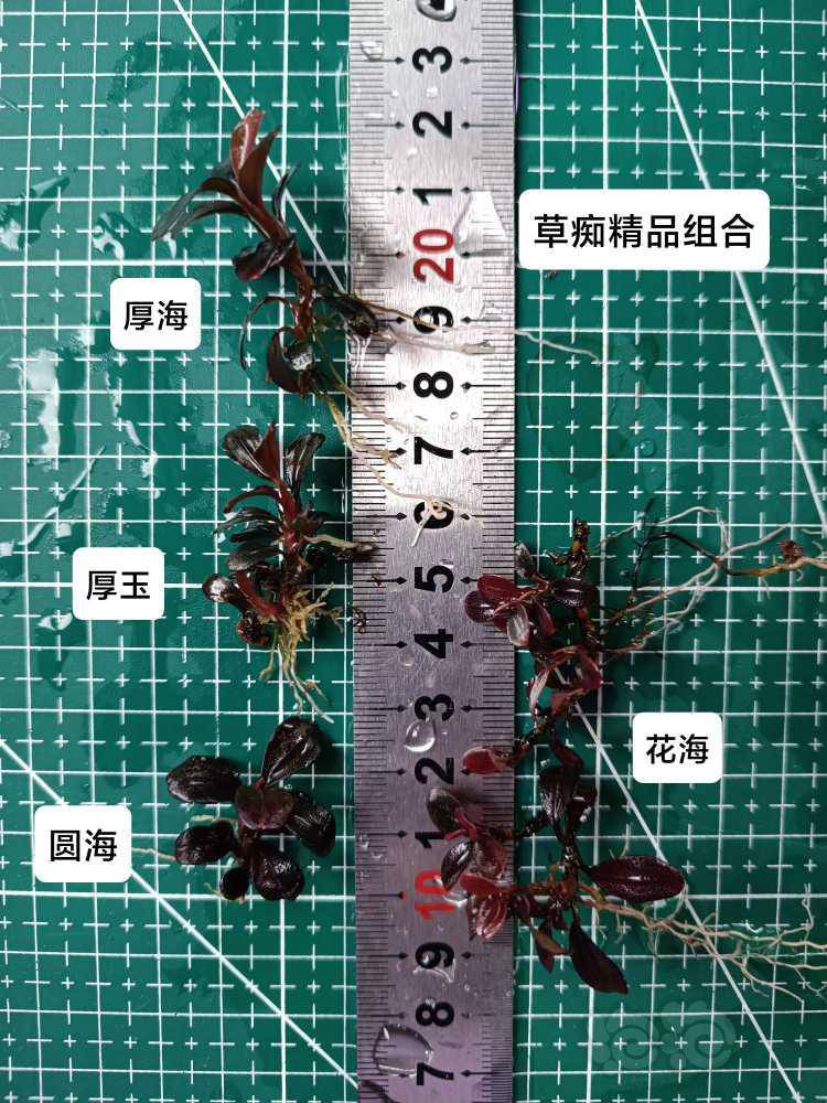 2023-05-30#RMB拍卖#🌙草痴精品组合套装🌙-图8