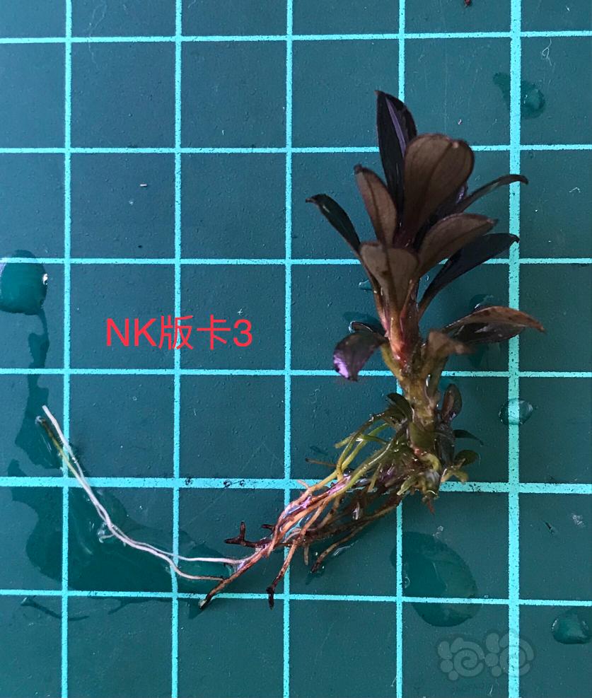 【辣椒榕】NK版卡3、12圆海、卡5、圆紫旋、数码海、浮云NEO等-图3