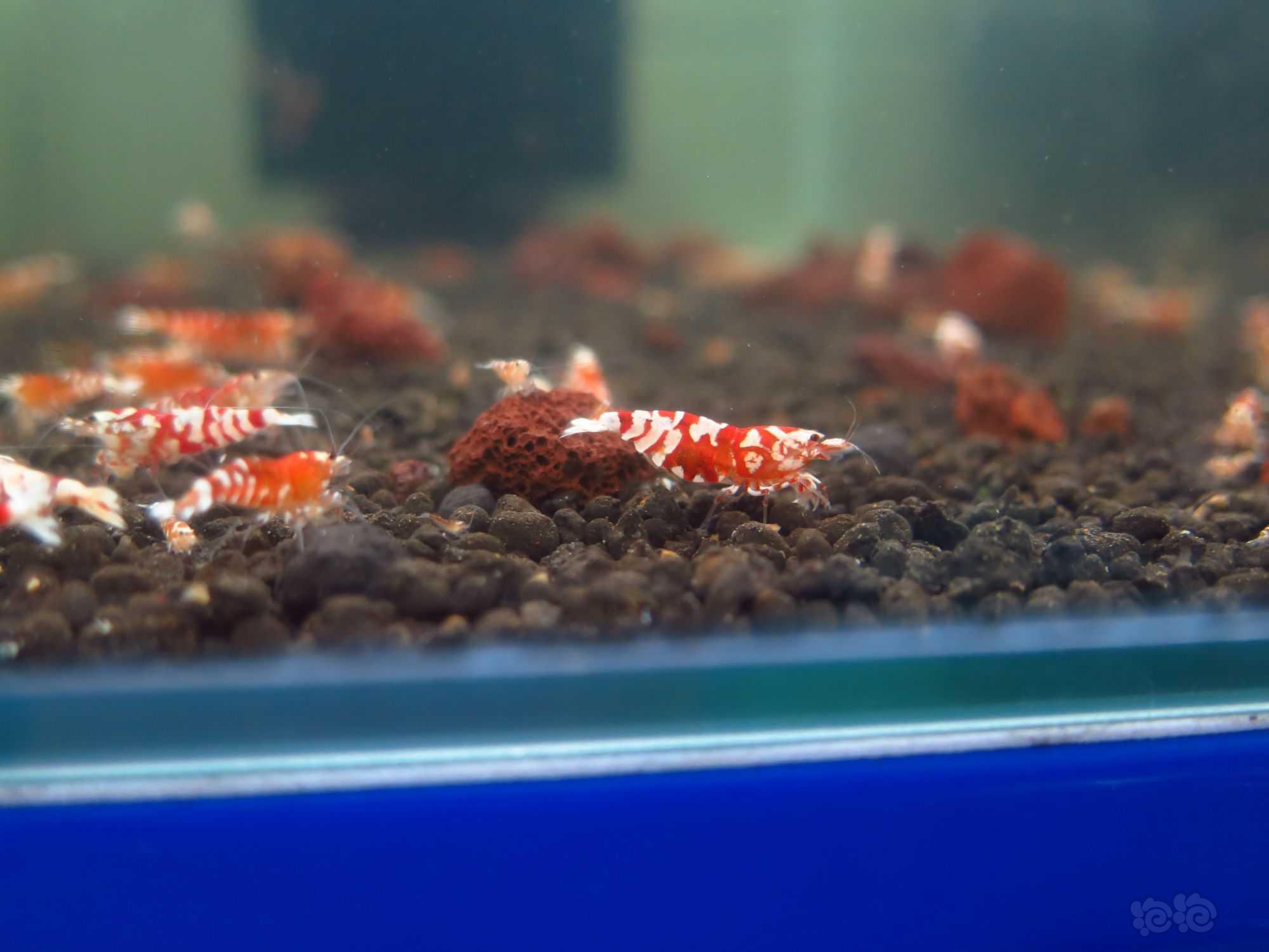 【水晶虾】广东清一缸红花虎水晶虾繁殖缸里面的种母-图2