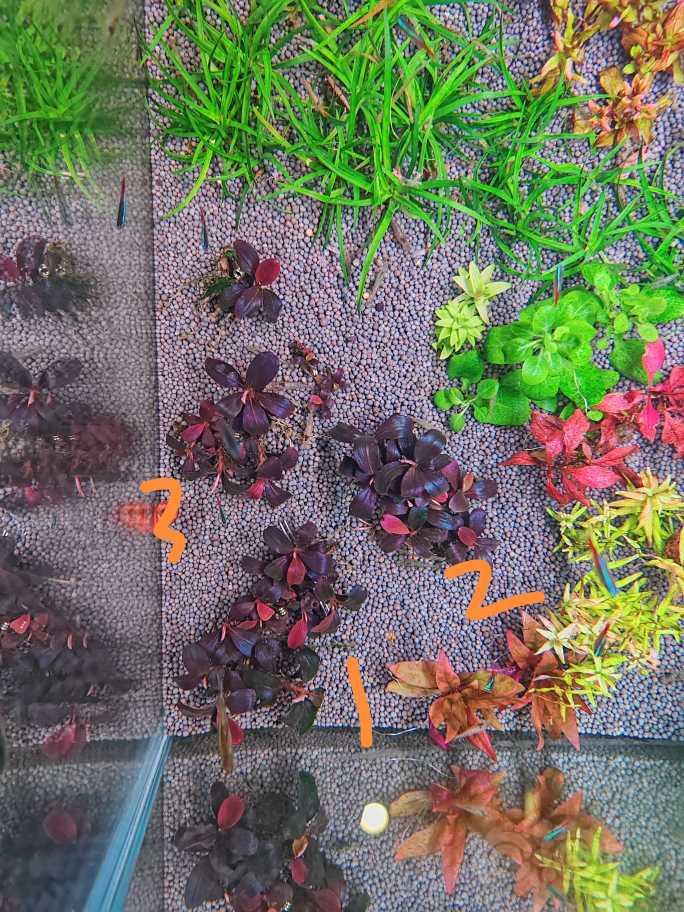 【辣椒榕】便宜出爆绿斑藻的玄虎海-图1