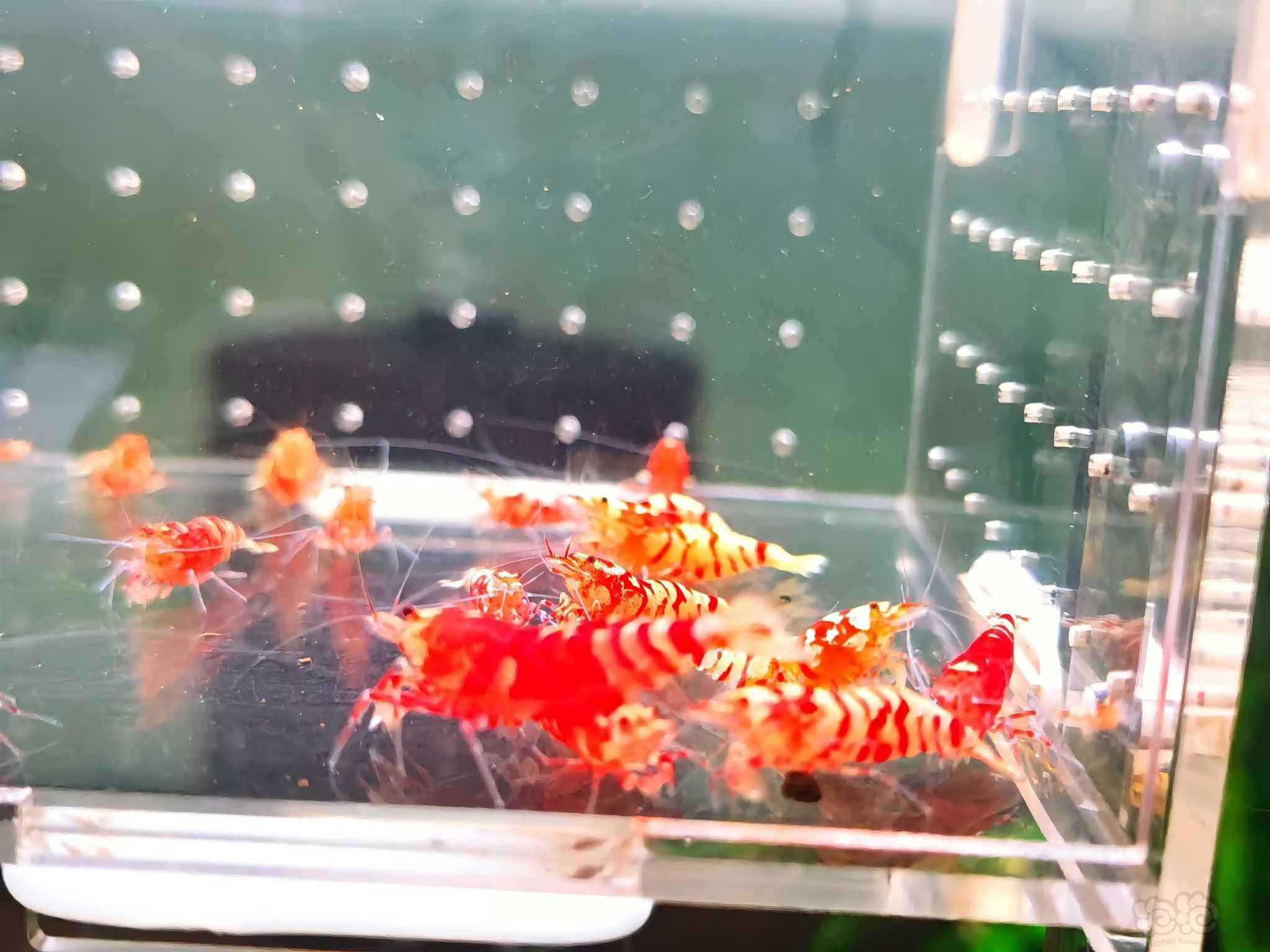【水晶虾】清缸走量淘汰红花虎-图8