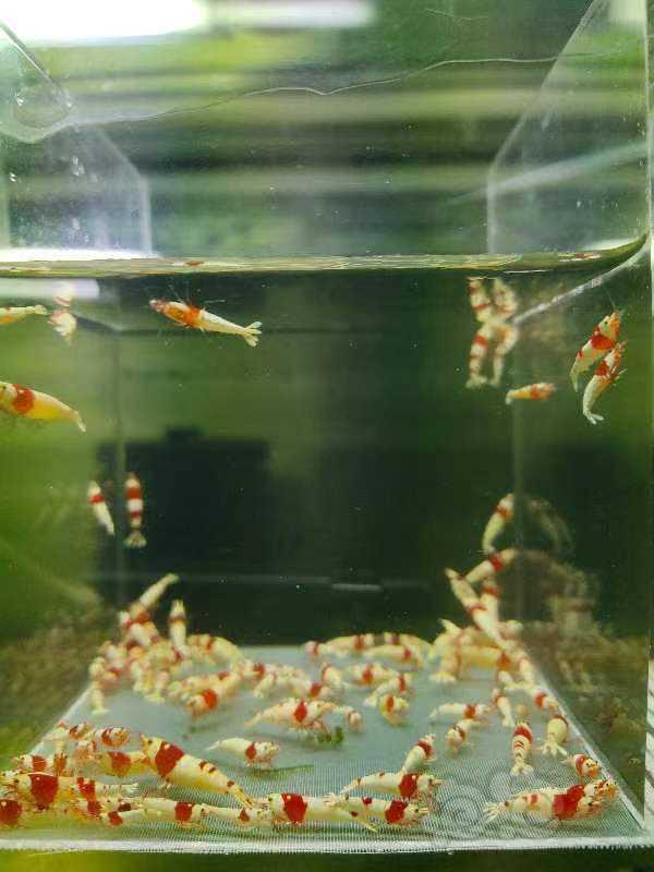 【虾】2023-05-20#RMB拍卖纯血红白一份50只-图2