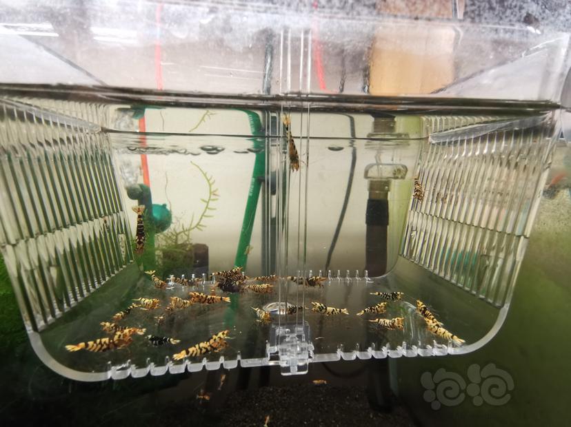 【虾】2023-05-31#RMB拍卖淘汰黑花虎一组30只-图3