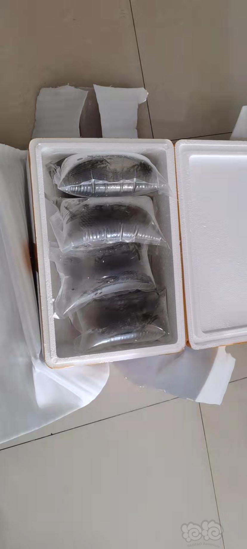 野生定水黑壳虾批发零售，中号2厘米，大号3厘米-图8