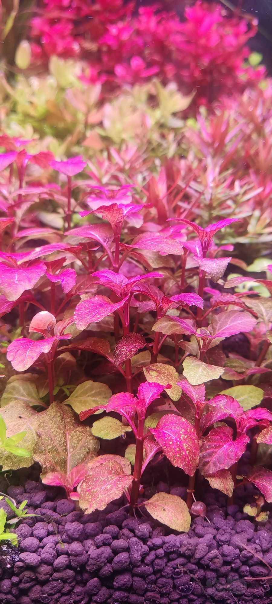 荷兰景开缸水草 南美小圆叶 五彩薄荷-图3